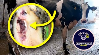 This poor cow has a disturbing infection in her HOOF [upl. by Nahtan742]