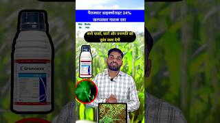 सभी खरपतवारों को जलाने वाली चरामार दवा  Paraquat dichloride 24 sl  shorts herbicide farmer [upl. by Saxena]