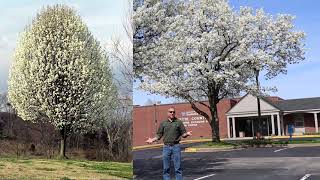 The Plague of the Ornamental Pear [upl. by Enelcaj]