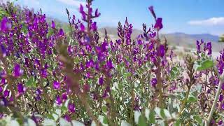 Panamint Valley Spring Bloom [upl. by Jason]