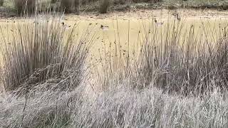 Wood ducks on dam Kyneton 5th Jul 2024 [upl. by Haidebej]