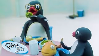 Pingus Family 🐧  Pingu  Official Channel  Cartoons For Kids [upl. by Adlesirk]