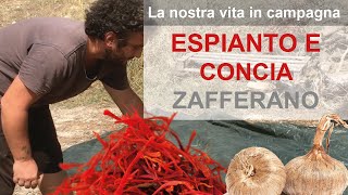 Zafferano espianto e concia dei bulbi di zafferano [upl. by Celina]