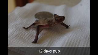 Bat Pipistrellus kuhlii pup feeding in captivity Kharkiv Ukraine [upl. by Ellatnahc]