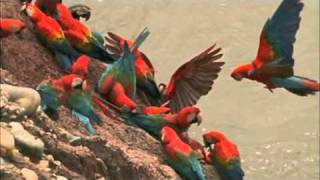 Macaw Breeders Podcast 11 [upl. by Huesman]