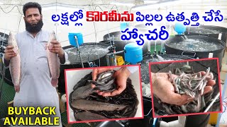 నల్గొండలో కొరమీను హ్యాచరీ  Korameenu Murrel Fish Hatchery  Murrel Seed  AgriTech Telugu [upl. by Aurita]