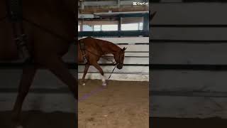 Lunged❤️ equestrianriding horsebackriding millie ￼ [upl. by Wershba]