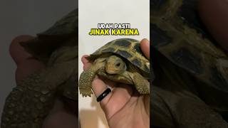 Makanan Kurakura Darat Forsteni Tortoise Asli Indonesia [upl. by Lilybel]