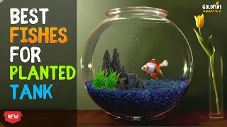 Top 5 FISHES FOR BOWL  Best fishes for PLANTED BOWL [upl. by Yelac]