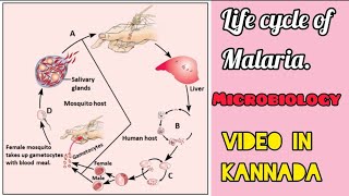 LIFE CYCLE OF MALARIAMICROBIOLOGYVIDEO IN KANNADA viraltrend viralnow malaria plasmodium [upl. by Ardek]