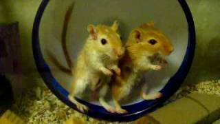 Two Gerbils One Wheel [upl. by Onil]