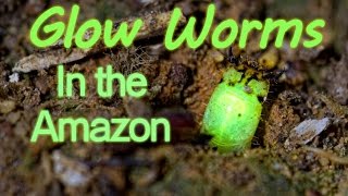 Predatory Glow Worms in the Peruvian Amazon [upl. by Enialed916]