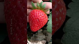 How to Grow Strawberry Plants at Home 🍓 plants farming shorts [upl. by Pansy]