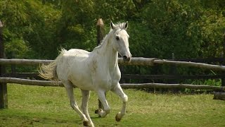 Cómo tener Caballos para Recreación  TvAgro por Juan Gonzalo Angel [upl. by Odele]