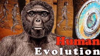 Human Evolution  From Ape to Homo Sapiens [upl. by Akir38]