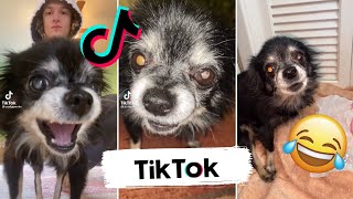 Los Mejores TikToks de Pudgywoke  El Perro de Tik Tok que dice Awa Awa 😂 [upl. by Atirahc]