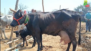 सस्ते दाम मे डेयरी फार्म वाली गाय यहा मिल रही है  Chausa Mandi  Cow for Sale  Cow Mandi in Bihar [upl. by Akinimod]