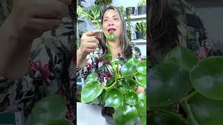 Como hacer florecer tu peperomia facilmente peperomia jardin [upl. by Aneekal]