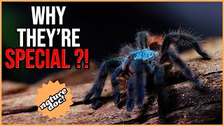 Have we found the Antilles Pinktoe Tarantula in the wild [upl. by Mohr545]