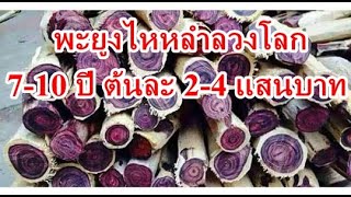 พะยูงไหหลำลวงโลก ภาค2 สคบรังแกเกษตรกรไทย [upl. by Zulaledairam]