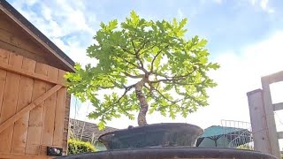 English Oak Bonsai Tree Creation so far [upl. by Airdnoed972]