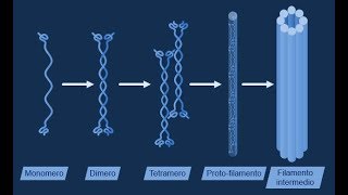 Filamenti intermedi [upl. by Elsilrac27]