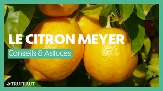 Le citron Meyer ou Citronnier 4 saisons  conseils et entretien  Truffaut [upl. by Ceporah]