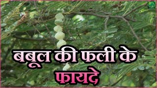 बबूल की फली के अनेक फायदे  इसके फायदे किसी चमत्कार से कम नहीं  Babool Phali Benefits [upl. by Enerual792]