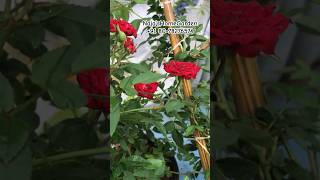 വള്ളി Rose  Climbing Rose ComboOffer 3 300 only salevideo rosevarieties tvm onamoffer [upl. by Eednus176]