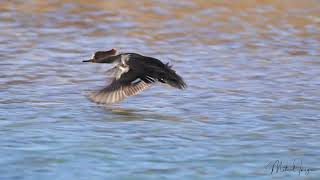 Hooded Merganser Hen [upl. by Olegnaleahcim]