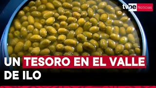 La cuna del olivo en Perú ¿dónde se producen una de las mejores aceitunas y aceites de oliva [upl. by Standley582]