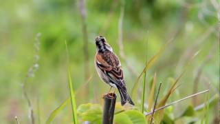 Brambling 2 [upl. by Ynots]