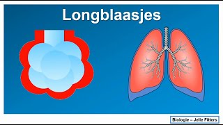 Ademhaling  Longblaasjes [upl. by Dino]