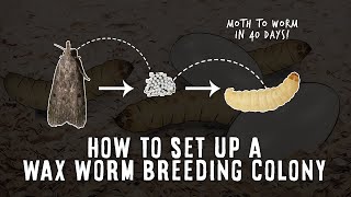 Setting Up A Successful Wax Worm Breeding Colony [upl. by Drucill]