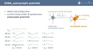 S5E6 The GABAergic IPSP [upl. by Atinek]