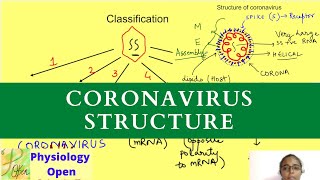 Structure of coronavirus with classification of viruses [upl. by Seely]