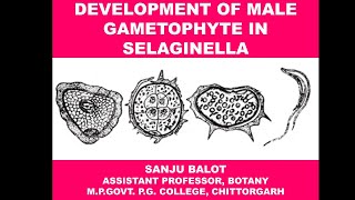 Development of Male Gametophyte in Selaginella by Sanju Balot [upl. by Rehportsirhc762]