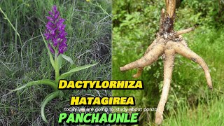 Dactylorhiza hatagirea Panchaunle Medicinal And Aromatic Plants BSC Third Year Botany Elective [upl. by Aigil727]