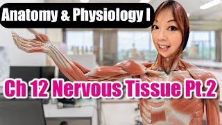 Ch 12 Nervous Tissue Part 2 [upl. by Ahgem]