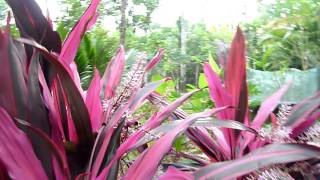 Ti Plant  Cordyline fruticosa [upl. by Aieki901]