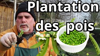 Toutes les astuces de plantation des petits pois en pleine terre [upl. by Giwdul]