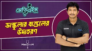 ভাস্কুলার বান্ডলের উদাহরণ মনে রাখার টেকনিক । টিস্যু ও টিস্যুতন্ত্র । Admission । Dr Boni Amin Opu । [upl. by Akilak]