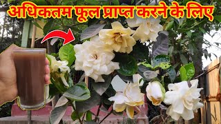 How To Grow Gandharaj Plant IN HINDI Gardenia Plant Care In Hindi [upl. by Adnuhser]