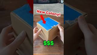 New Big Headed Colony 🐜🤝 ants antkeeper antkeeping unboxing queenant antcolony [upl. by Eledoya]