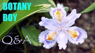 Bletilla striata Orchid fertilizer and Botany Boy Answers QampA [upl. by Terbecki]