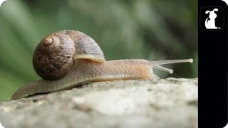 AWOLNATION  Sail Parody  ASHELLNATION  Snail Petody [upl. by Moth451]