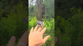 Meet Noah The Nuthatch [upl. by Lanoil]