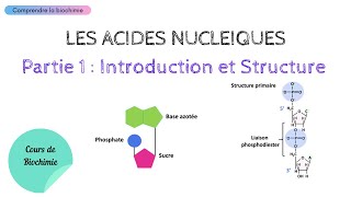 ACIDES NUCLEIQUES  INTRODUCTION ET STRUCTURE  Biochimie Facile [upl. by Friedly470]