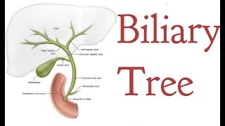 47 SECONDS on the ANATOMY of the BILIARY TREE [upl. by Jeanie699]