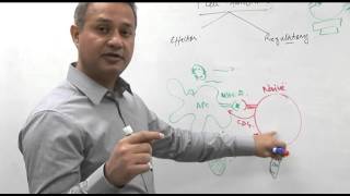 T cell functions Immunology lecture 10 part 4 [upl. by Oileve]